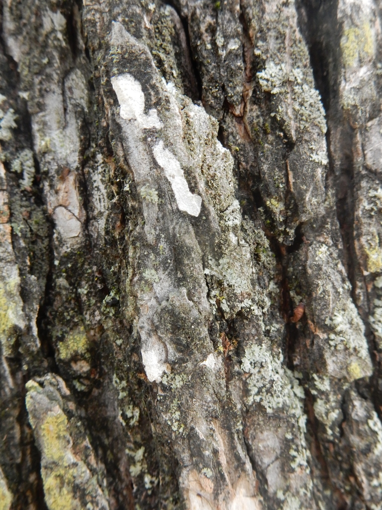 Dendrothele jacobi