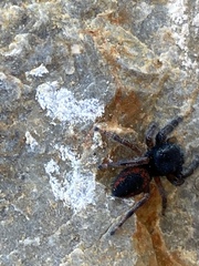 Phidippus boei