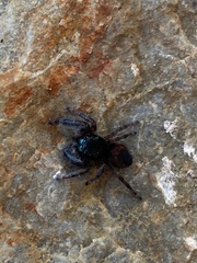 Phidippus boei