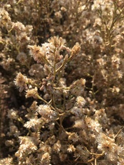 Pseudognaphalium ramosissimum