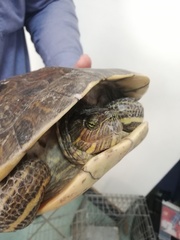 Trachemys grayi grayi