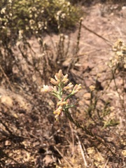 Pseudognaphalium ramosissimum