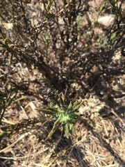 Pseudognaphalium ramosissimum