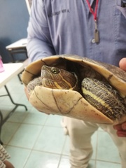 Trachemys grayi grayi