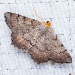 Macaria distribuaria