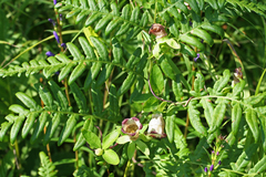 Codonopsis ussuriensis