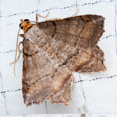 Macaria distribuaria