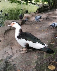 Cairina moschata domestica