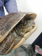 Trachemys grayi grayi