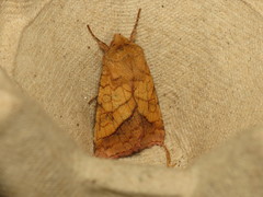 Pyrrhia umbra