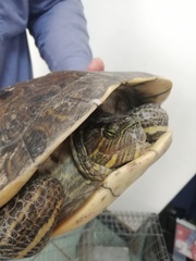 Trachemys grayi grayi