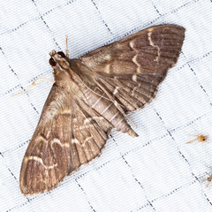 Pilocrocis ramentalis