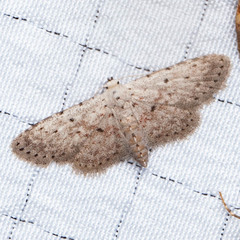 Sigela basipunctaria