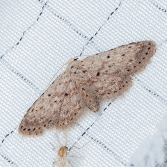 Sigela basipunctaria