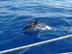 Stenella frontalis