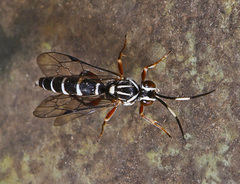 Melanichneumon