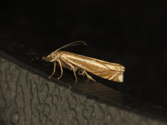 Crambus lathoniellus