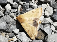 Helicoverpa armigera