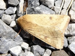 Helicoverpa armigera