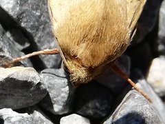 Helicoverpa armigera
