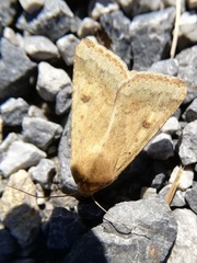 Helicoverpa armigera