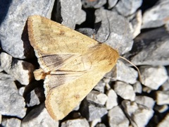 Helicoverpa armigera