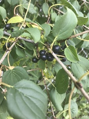 Rhamnus cathartica