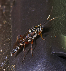Melanichneumon