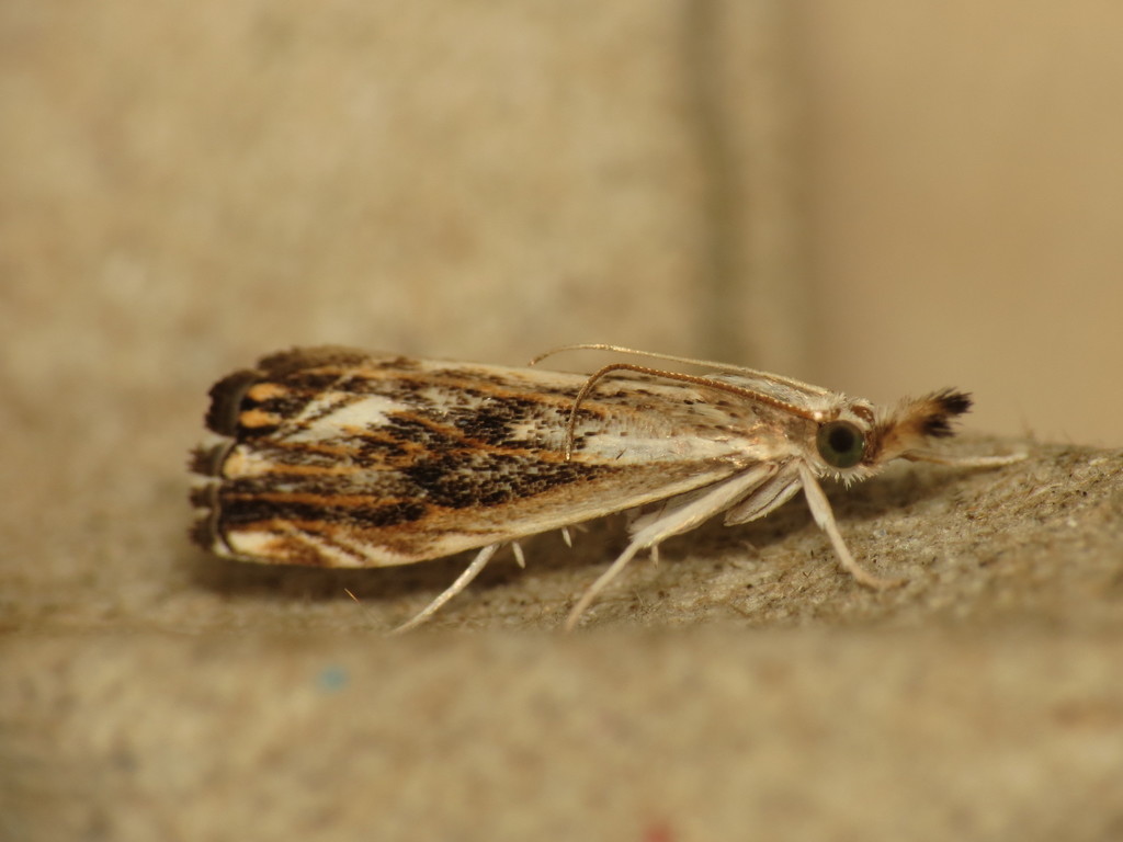 Marbled Grass-veneer