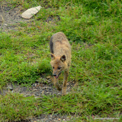 Canis aureus indicus