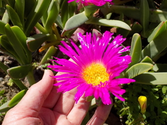 Carpobrotus quadrifidus