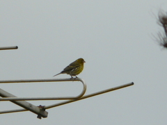 Serinus canaria canaria