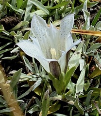 Gentiana newberryi tiogana
