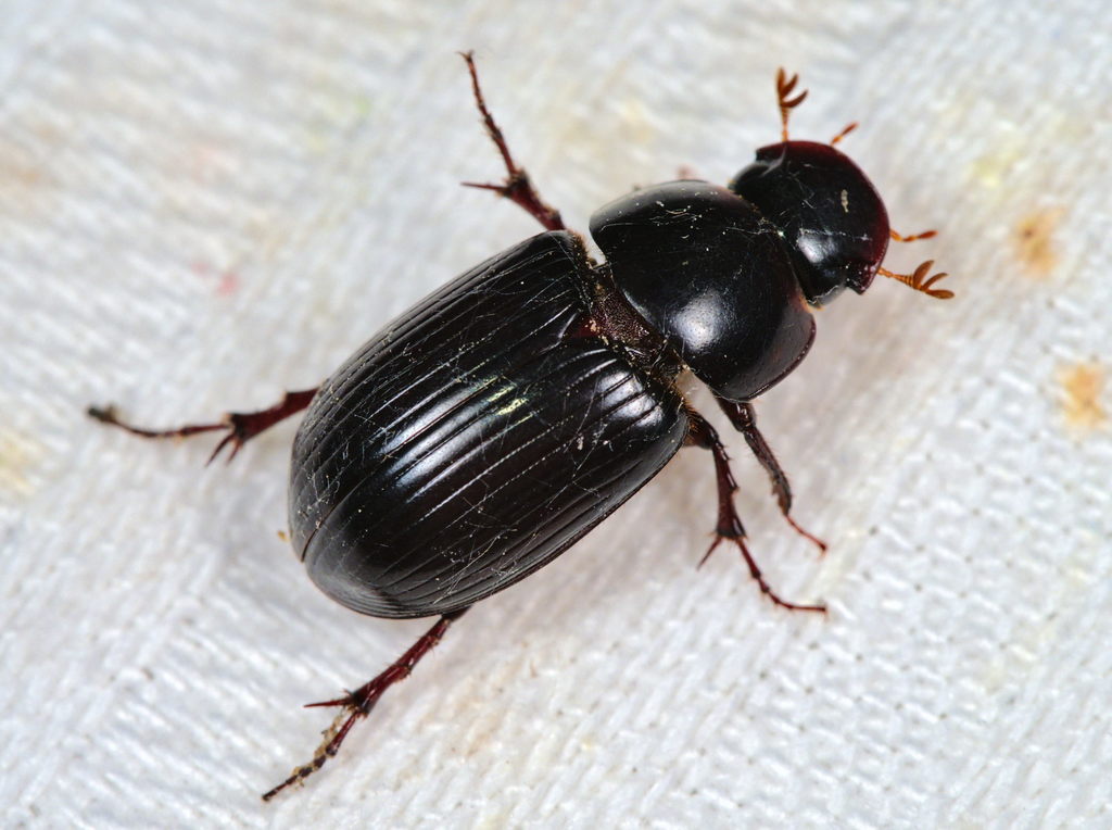 Night-flying Dung Beetle