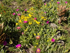 Carpobrotus quadrifidus