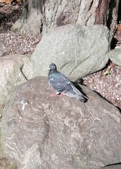 Columba livia domestica
