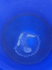 Craspedacusta sowerbii