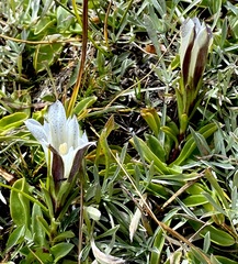 Gentiana newberryi tiogana