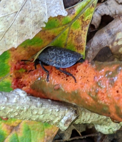 American carrion beetle