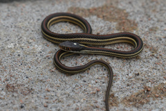 Thamnophis proximus rubrilineatus