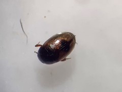 Cercyon unipunctatus
