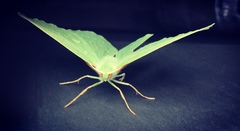 Geometra papilionaria