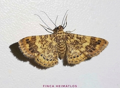Aplogompha lafayi