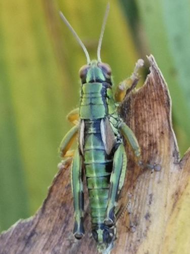 Carinthian Mountain Grasshopper