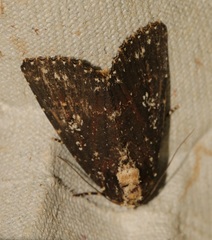 Condica albigutta