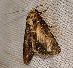 Condica albigutta