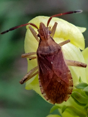 Ceraleptus lividus