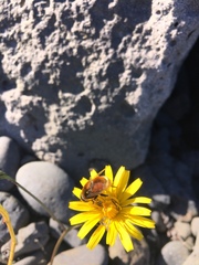 Eristalis intricaria