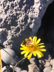 Eristalis intricaria