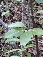 Viburnum cassinoides